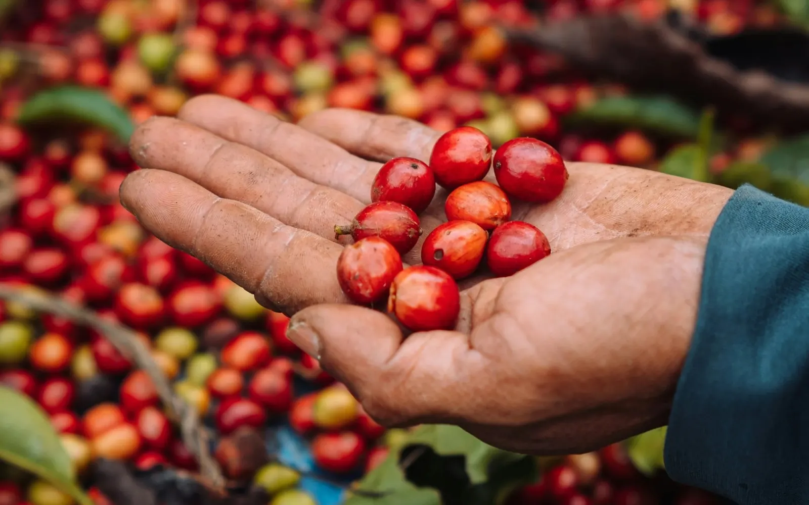 A hand holding ripe red coffee cherries