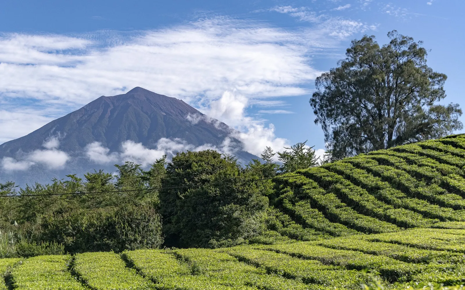Terraced fields below a volcano in Indonesia