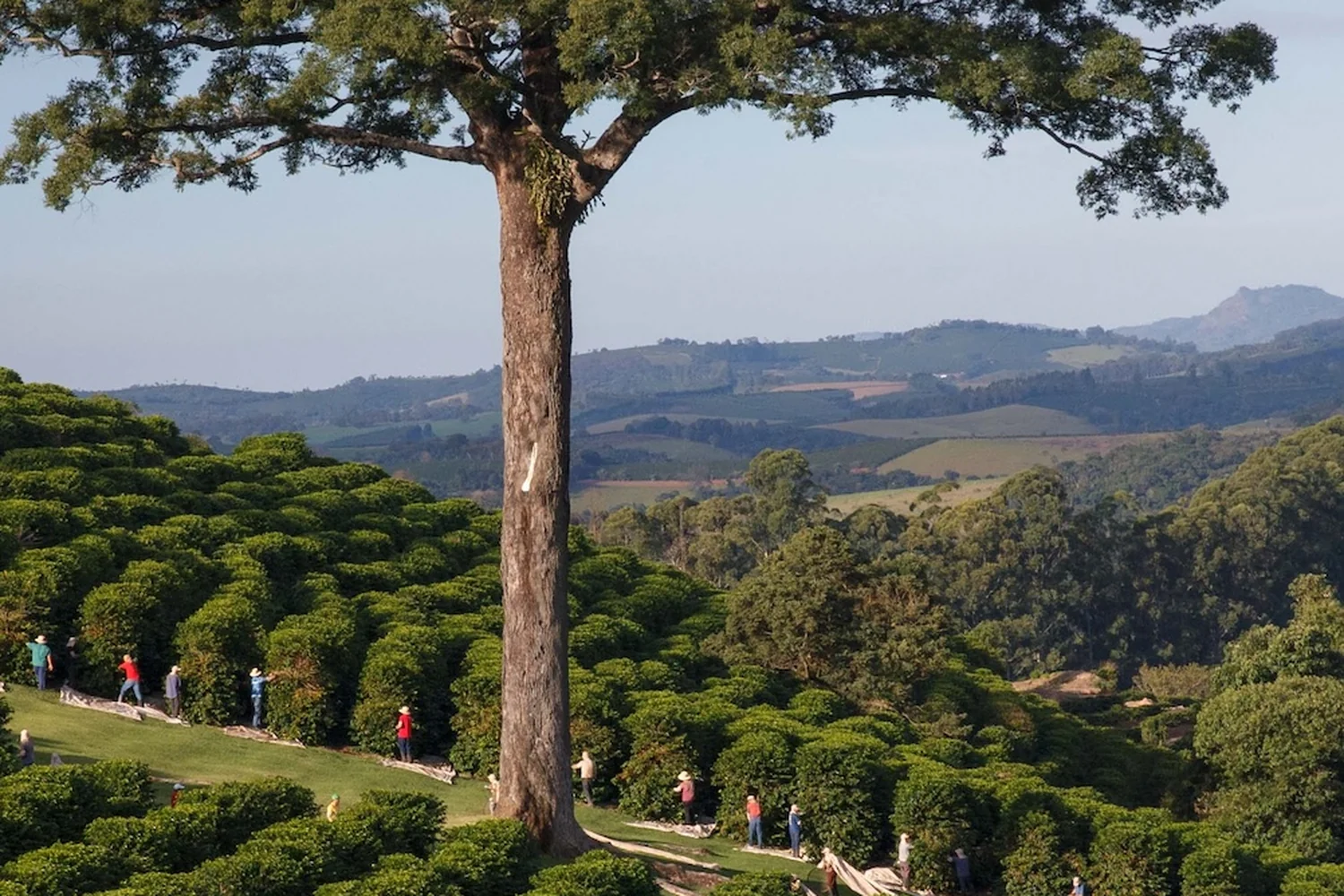 Café Orfeu, Cup of Excellence producer in Brazil, Minas Gerais